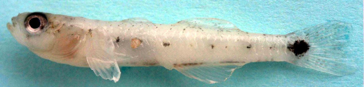 Pseudaphia ferreri_04